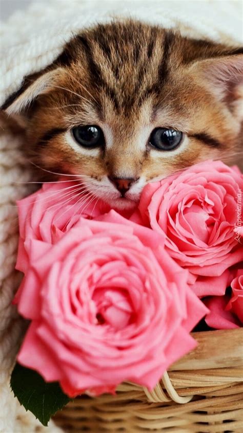 Mały kotek i róże w koszyku Tapeta na telefon