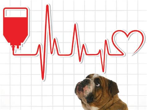 Can Dogs Donate Blood Animal Wellness Magazine