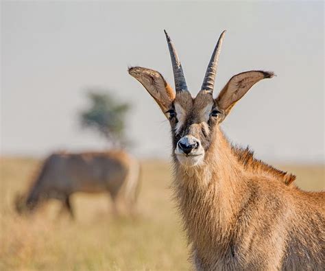 What Kenya Must Do To Save Its Roan Antelope Population Africa