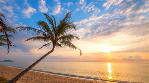 Download 1366x768 Beach Palm Tree Coast Sunset Horizon Clouds