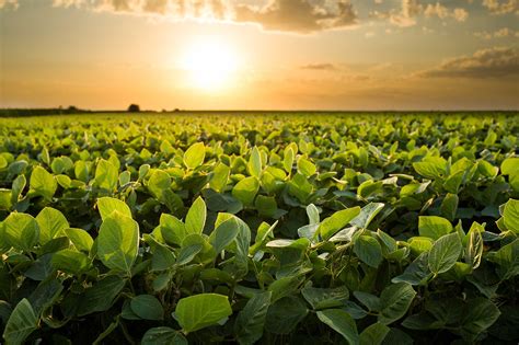 Enlist E3 Soybeans Officially Launches In The Us For 2019 Agdaily