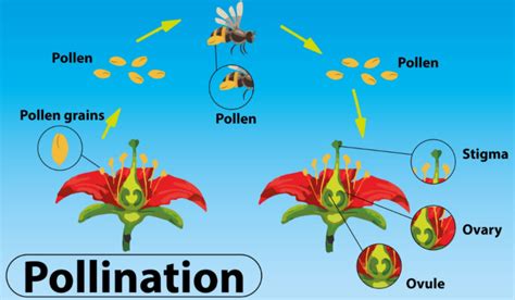 Pollination Definition Types And Process Gambaran
