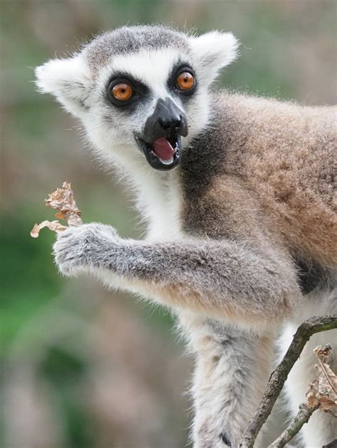 Suzys Animals Of The World Blog The Sahamalazz Sportive Lemur