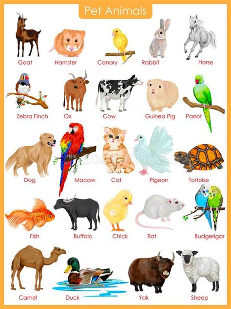 Chart Of Pet Animals Stock Illustration Animal Pictures
