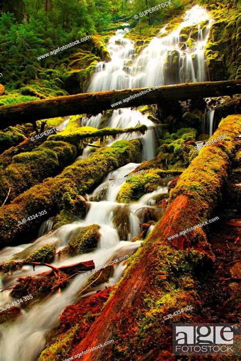 Proxy Falls In The Three Sisters Wilderness Willamette National Forest