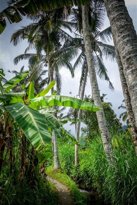 Palm Trees In Paddy Field Munduk Bali Indonesia Stock Photo Image