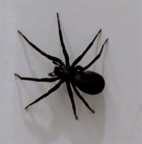 Black Spider Seen Frequently In Northern California House 460926 Ask