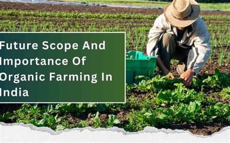 Future Scope And Importance Of Organic Farming In India Kavya Organic