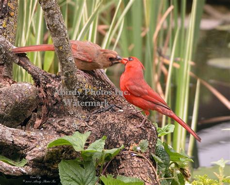 Perching Birds Cardinal Babies Baby Cardinals Backyard Birds