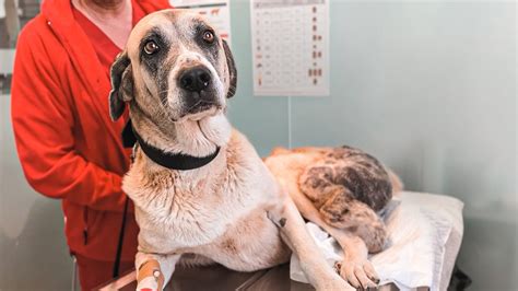 Long Suffering Dog Awaits Life Saving Surgery Viktor Larkhill Youtube