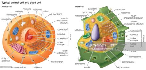 A membrane bound organelle that is like the trash and recycling center of a cell. Comparisions and Differences between Animal Cell and Plant ...