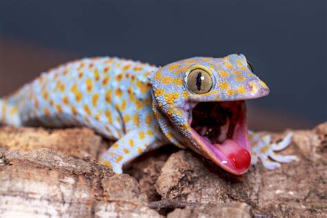 Gecko Tokay El MÁs Grande Y Agresivo Del Mundo 🥇