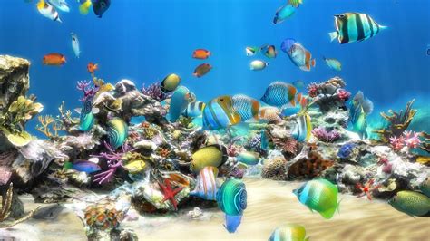 Cliquez sur l'image souhaitée pour l'agrandir, puis, avec le bouton droit de votre souris, cliquez sur. Live Aquarium HD 2