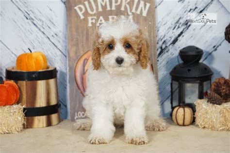 I know it is so hard to pick just one!! Betty: Cavapoo puppy for sale near South Bend / Michiana ...