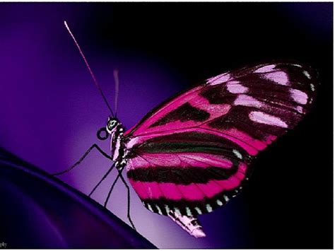 Butterflies Images Pink Butterfly Hd Wallpaper And Background Photos