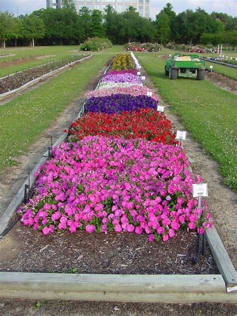 What Is Plant Bedding Bedding Design Ideas