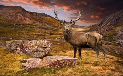 Download Stare Landscape Animal Deer Hd Wallpaper