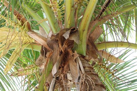 Coconut Tree With Its Branches Stock Photo Image Of Coconuts Form
