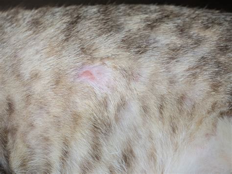 Miliary Dermatitis In Cats Causes Signs Treatments Vet Answer