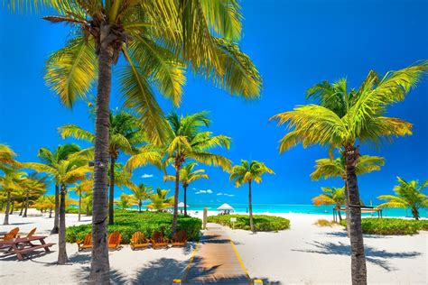 Nature Landscape Tropical Beach Palm Trees Sea Caribbean Walkway