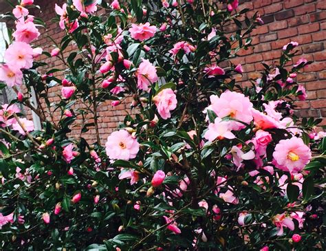 We did not find results for: Camellia bush in front of house. 2/10/16 | Ideias