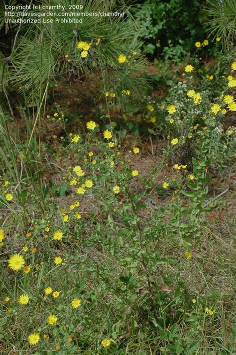 Plant Identification Closed Roadside Wildflower Id 1 By Chamthy