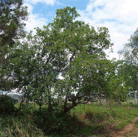 Ficus Coronata Ecured