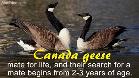 Facts About The Strangely Beautiful Canada Geese Canada Goose Goose