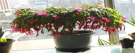 However, these incredible succulents may not bloom sometimes, and then you need to figure. Does Christmas Cactus like sunshine? - The Plant Aide