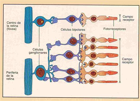 Encuentra Aquí Información De Sistema Visual Y Ocular Para Tu Escuela