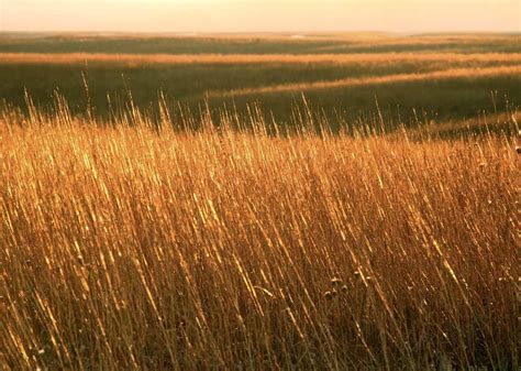 ॐ Amazing Perfect Shot Of Jhordonan Prairies Tallgrass Prairie