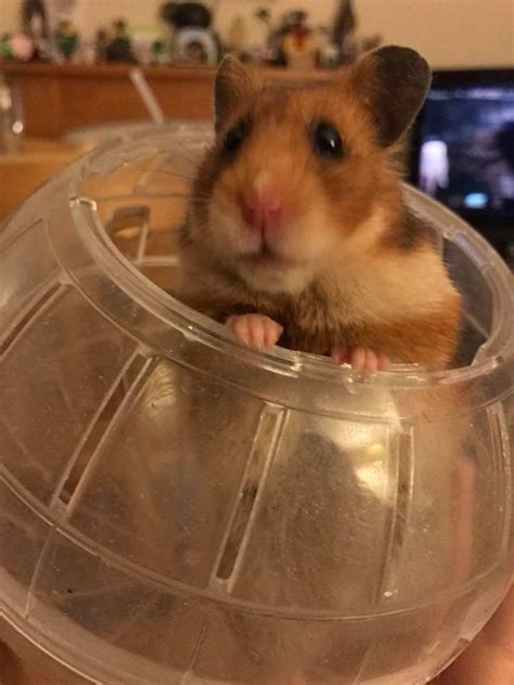 The Utterly Disappointed Look The Hamster Gave Me When We Took Too Long