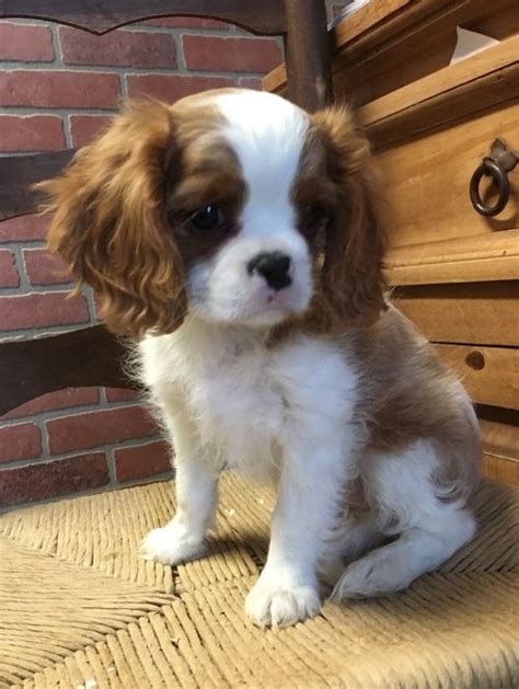 In an incredibly competitive world of dog breeds for good looks, cavalier king charles spaniel is one of the most photogenic out there. Cavalier King Charles Spaniel Puppies For Sale | Rowland ...