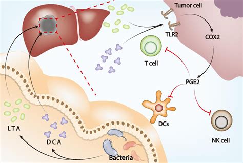 Gut Microbiota Influences Tumor Microenvironment Through The Gut Liver
