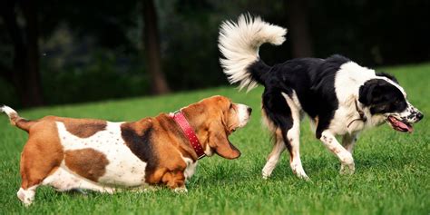 Why Do Dogs Smell Each Other Communication Anatomy And Faq