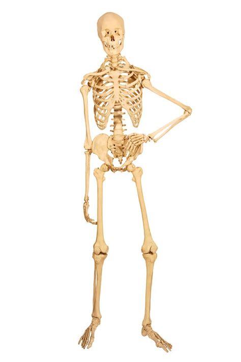 11 Surprising Facts About The Skeletal System Live Science