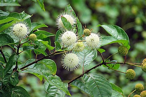 Buttonbush Fall Plants Fragrant Flowers Native Plants