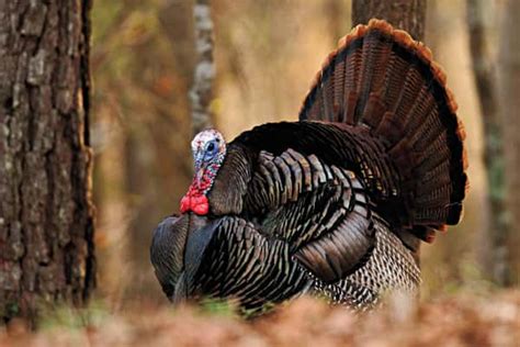 Kentuckys Spring Turkey Season Opens Saturday Marshall County