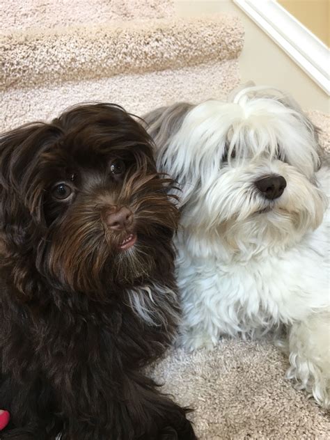Havanese Puppies For Sale Orlando Florida - Pudding to come