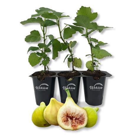 Yellow Long Neck Fig Tree 3 Live Tissue Culture Starter Plants