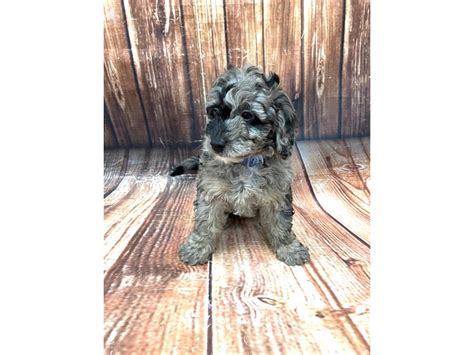 We breed goldendoodle puppies in virginia and washington dc. F1B Mini Goldendoodle-DOG-Female-Merle-2870547-Petland Las ...