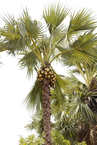 Indian Palm Tree Stock Photo Download Image Now Asia Beach Beauty