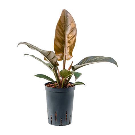 Philodendron Imperial Red Live And Replica Planting