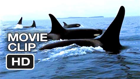 A list of the 100 best documentaries of 2021. Blackfish Movie CLIP - Capturing Orcas (2013 ...