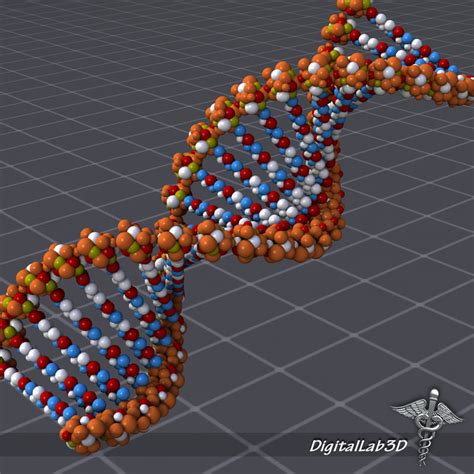 D Dna Structure Molecules Genes Model