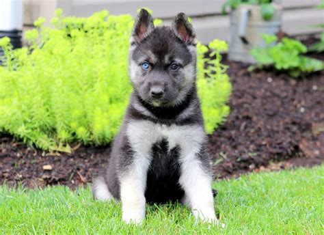 We named him bear, however. Archie | Gerberian Shepsky Puppy For Sale | Keystone Puppies