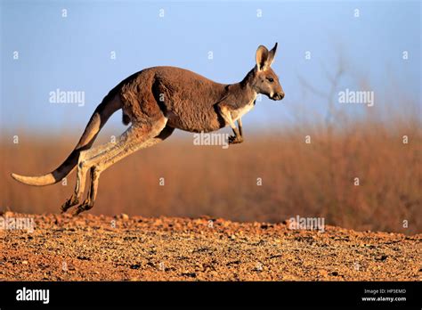 Red Kangaroo Macropus Rufus Adult Jumping Sturt Nationalpark New