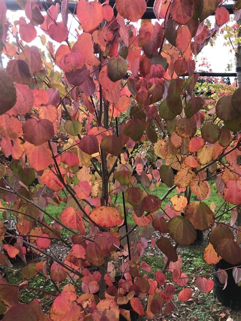 Cercidiphyllum Japonicum Katsura Tree Tauranga Tree Co