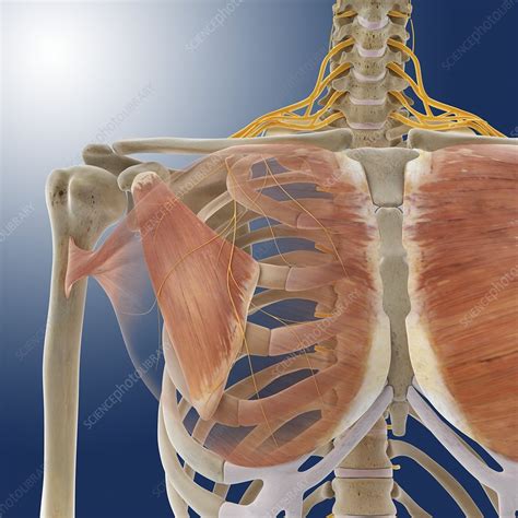 Chest Muscles Antomy Muscles Of The Pectoral Region In Addition To