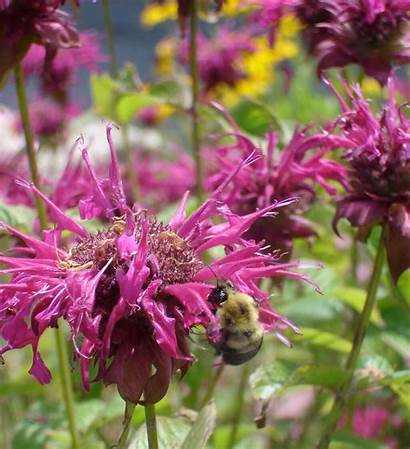 Balm Bee Plant Plants Bees Garden Attract